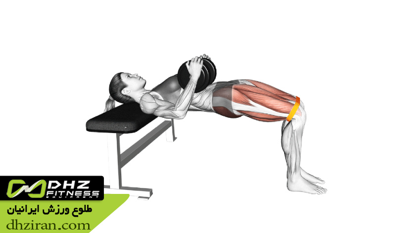 هیپ تراست Hip Thrust 